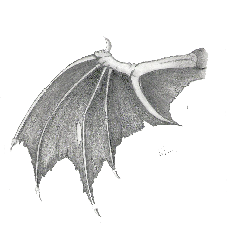 Detail Dragon Wings Png Nomer 11