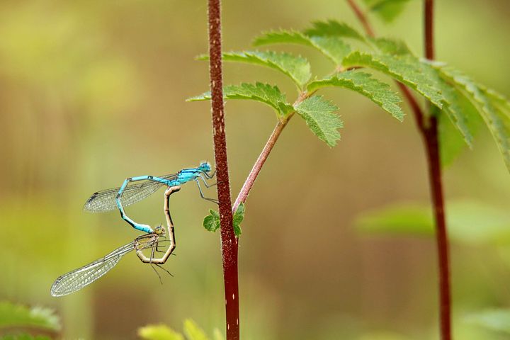 Detail Dragonflies Pictures Free Nomer 30