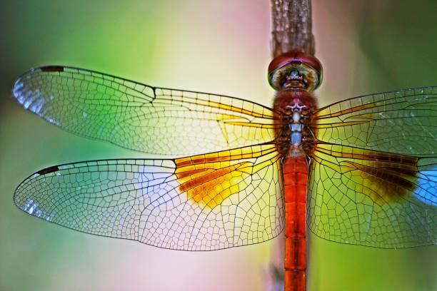 Detail Dragonflies Pictures Free Nomer 32