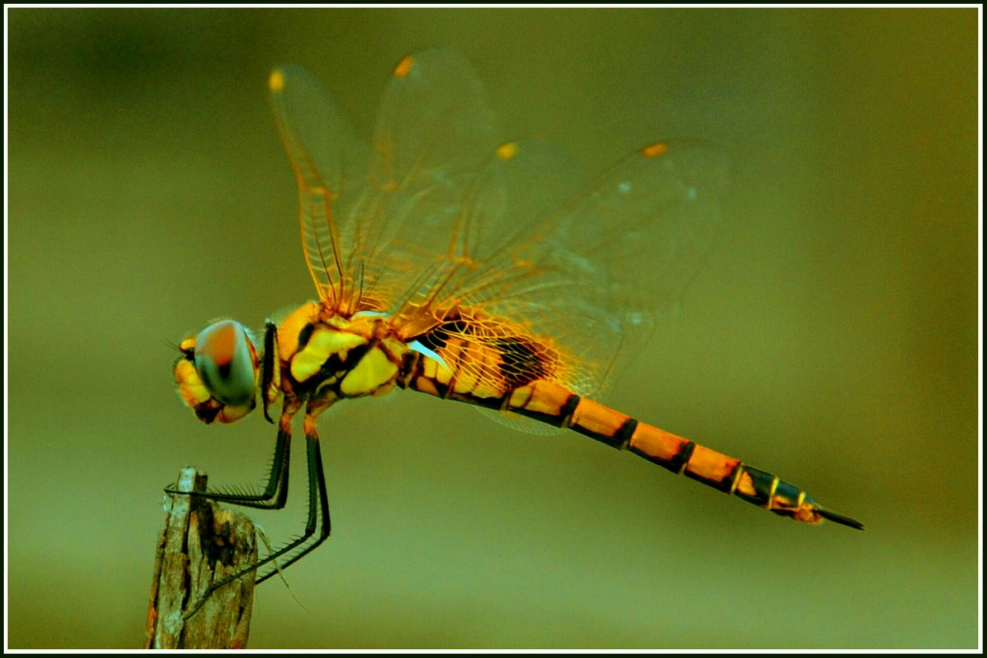 Detail Dragonflies Pictures Free Nomer 38