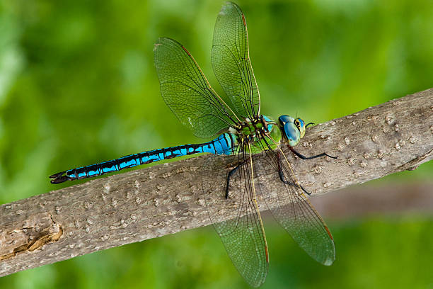 Detail Dragonflies Pictures Free Nomer 52