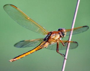 Detail Dragonflies Pictures Free Nomer 55