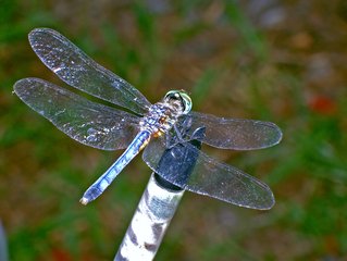 Detail Dragonflies Pictures Free Nomer 8