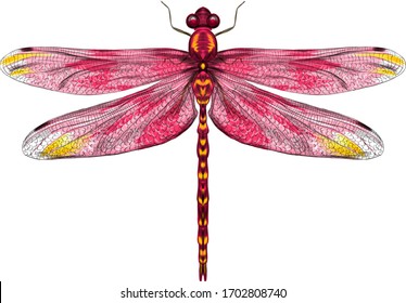 Detail Dragonflies Pictures Free Nomer 10