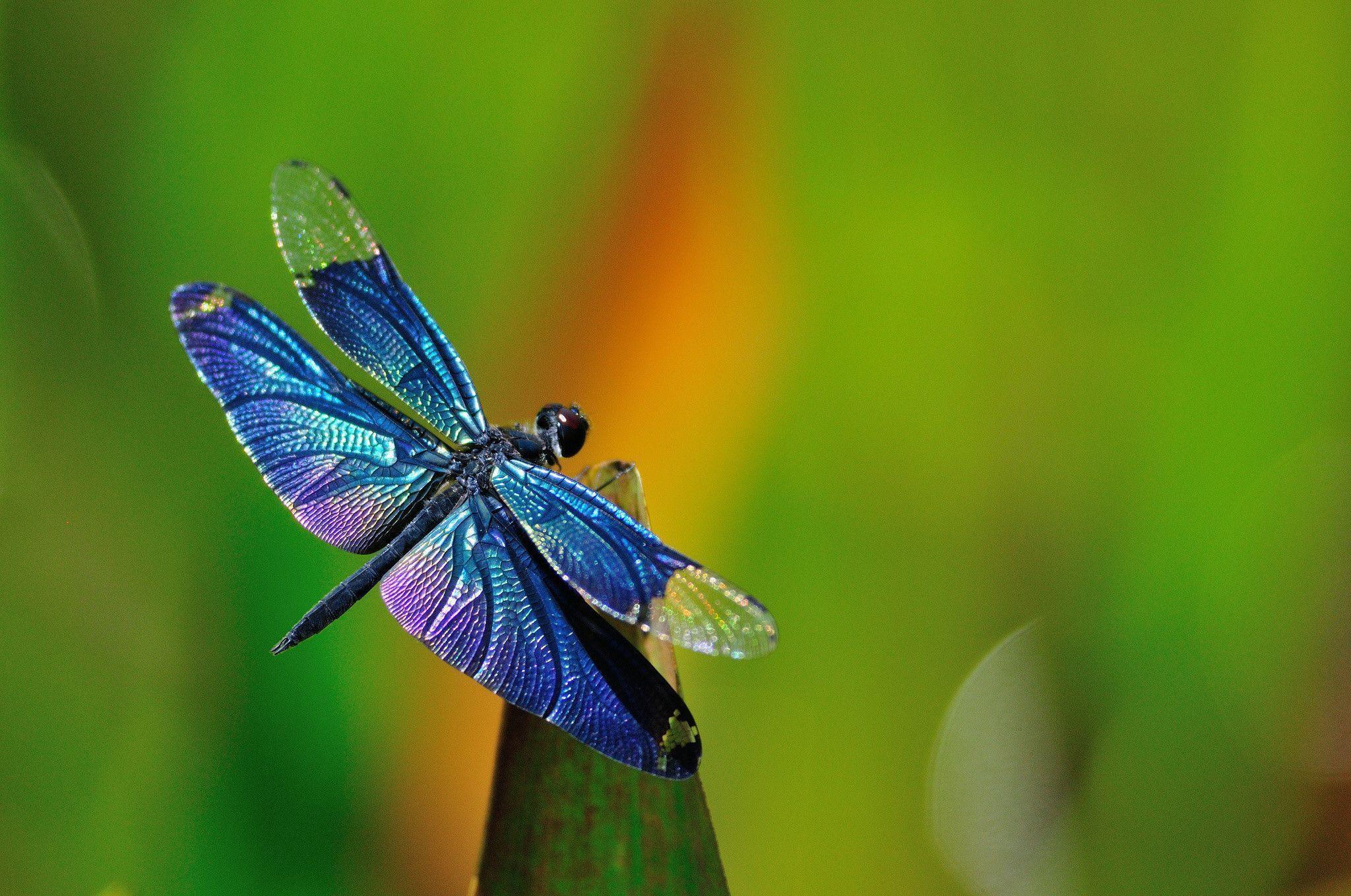 Detail Dragonfly Background Images Nomer 30
