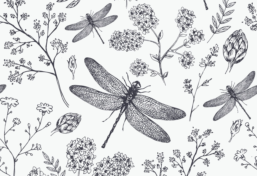 Detail Dragonfly Background Images Nomer 37