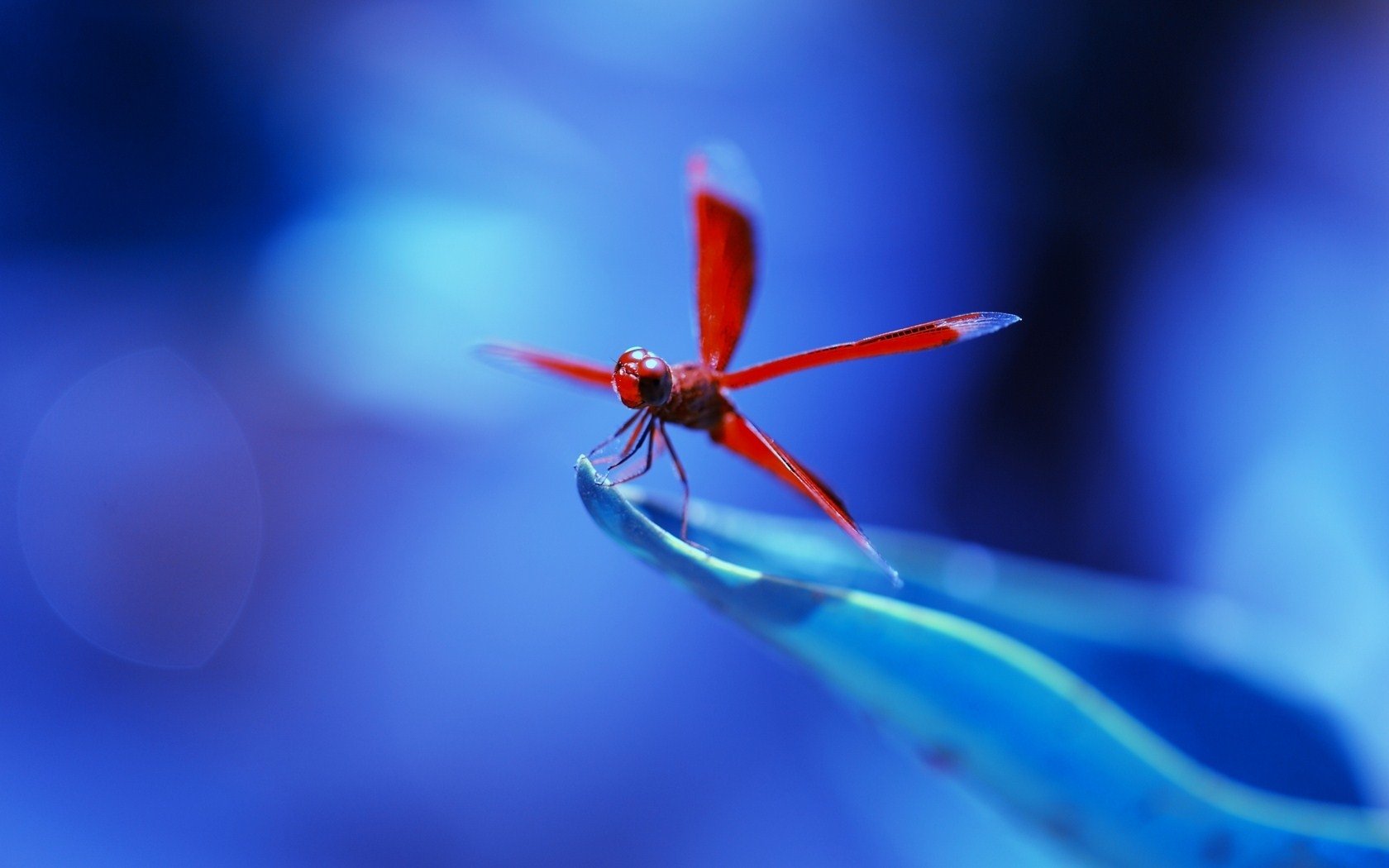 Detail Dragonfly Background Images Nomer 39