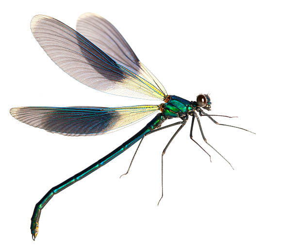 Detail Dragonfly Background Images Nomer 41