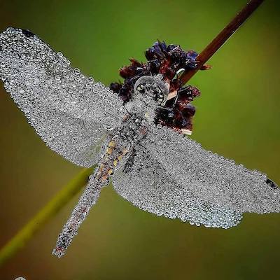 Detail Dragonfly Background Images Nomer 45