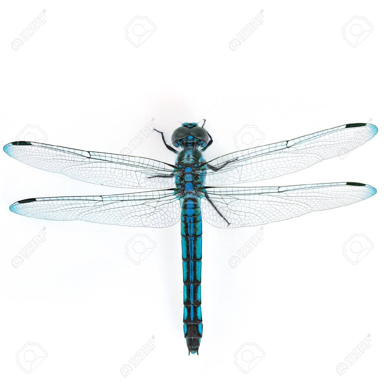 Detail Dragonfly Background Images Nomer 47