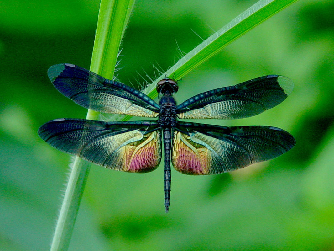 Detail Dragonfly Background Images Nomer 56