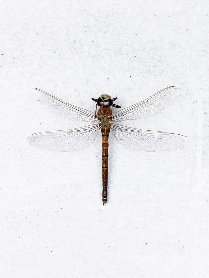 Detail Dragonfly Background Images Nomer 58