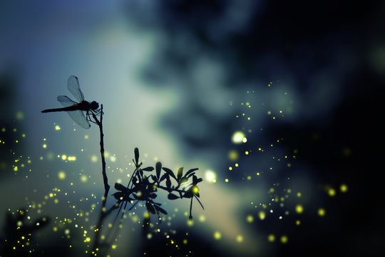 Detail Dragonfly Background Images Nomer 7
