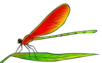 Detail Dragonfly Clipart Free Nomer 31