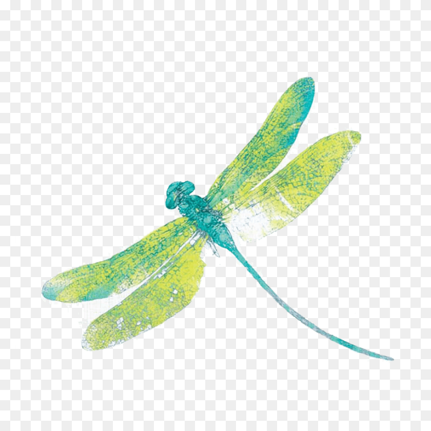 Detail Dragonfly Clipart Png Nomer 23