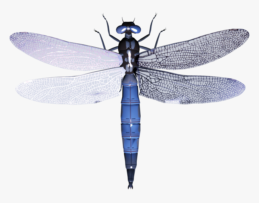 Detail Dragonfly Clipart Png Nomer 30