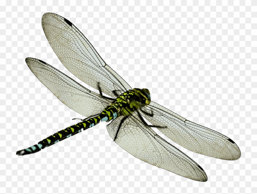 Detail Dragonfly Clipart Png Nomer 35