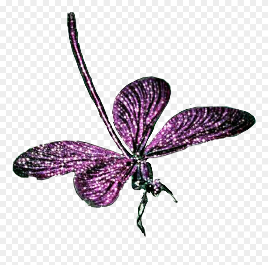 Detail Dragonfly Clipart Png Nomer 42