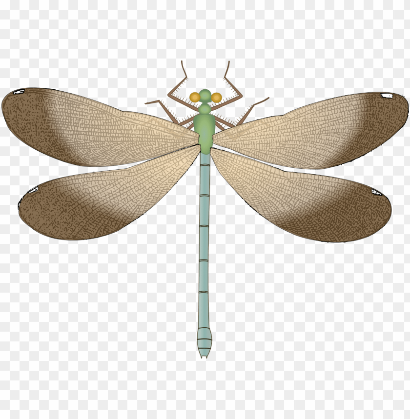 Detail Dragonfly Clipart Png Nomer 51