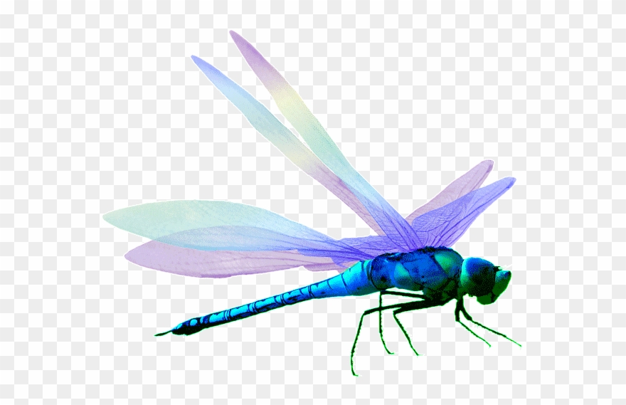 Download Dragonfly Clipart Png Nomer 10