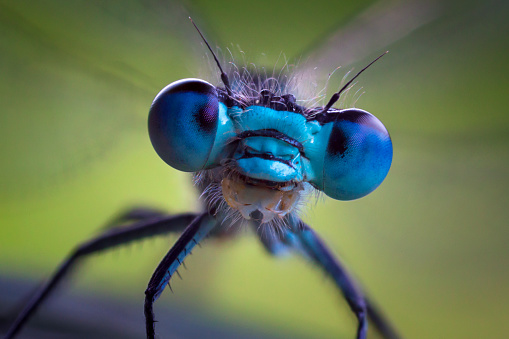 Detail Dragonfly Download Nomer 12