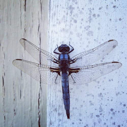 Detail Dragonfly Download Nomer 14