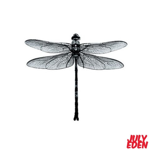 Detail Dragonfly Download Nomer 15