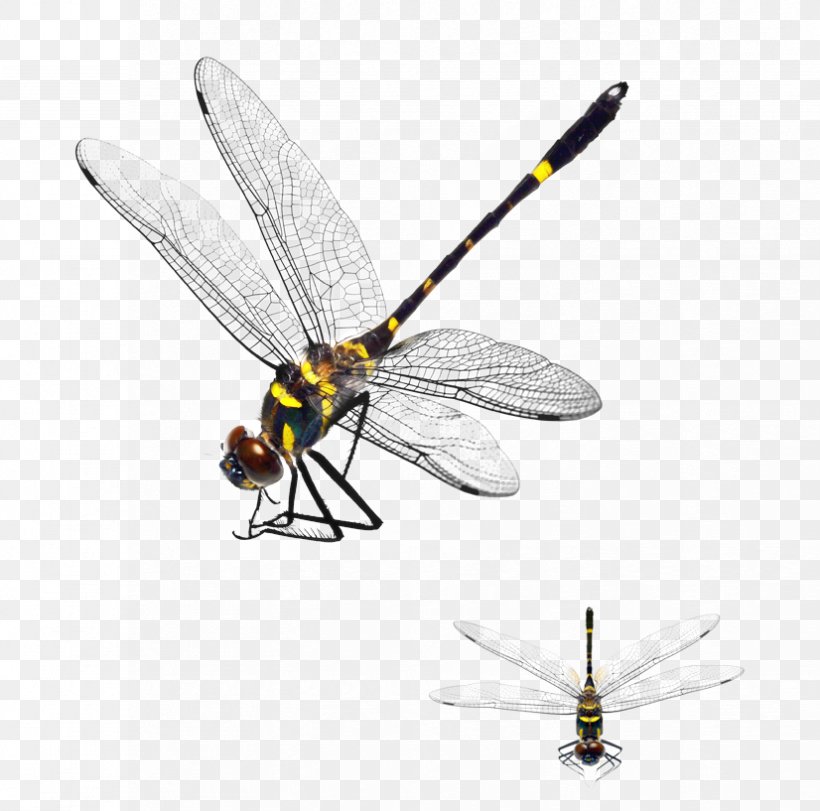 Detail Dragonfly Download Nomer 16