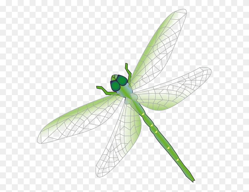 Detail Dragonfly Download Nomer 21
