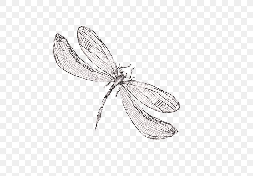 Detail Dragonfly Download Nomer 23