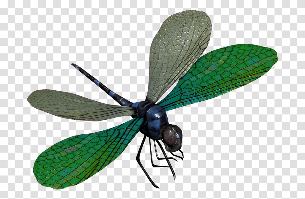 Detail Dragonfly Download Nomer 28