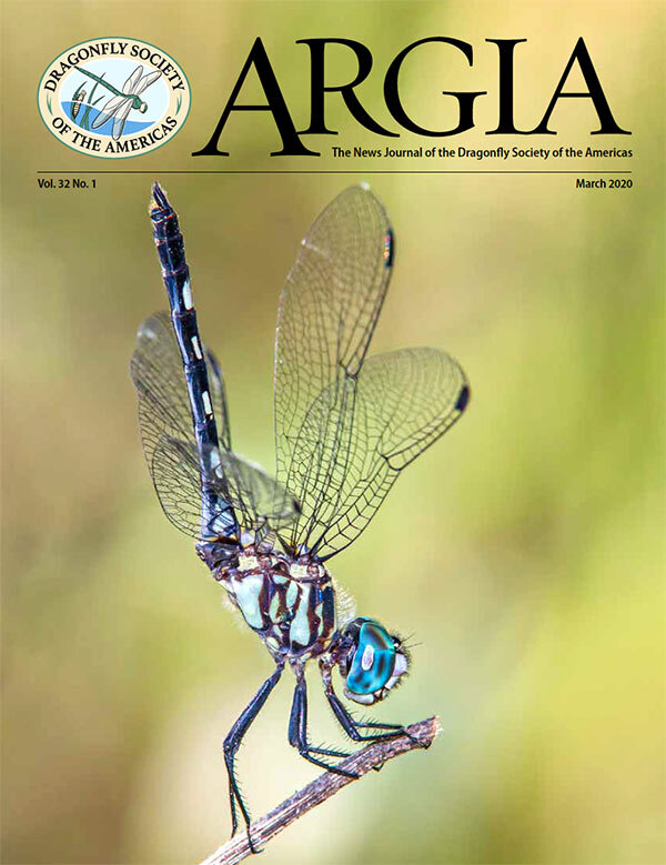 Detail Dragonfly Download Nomer 30