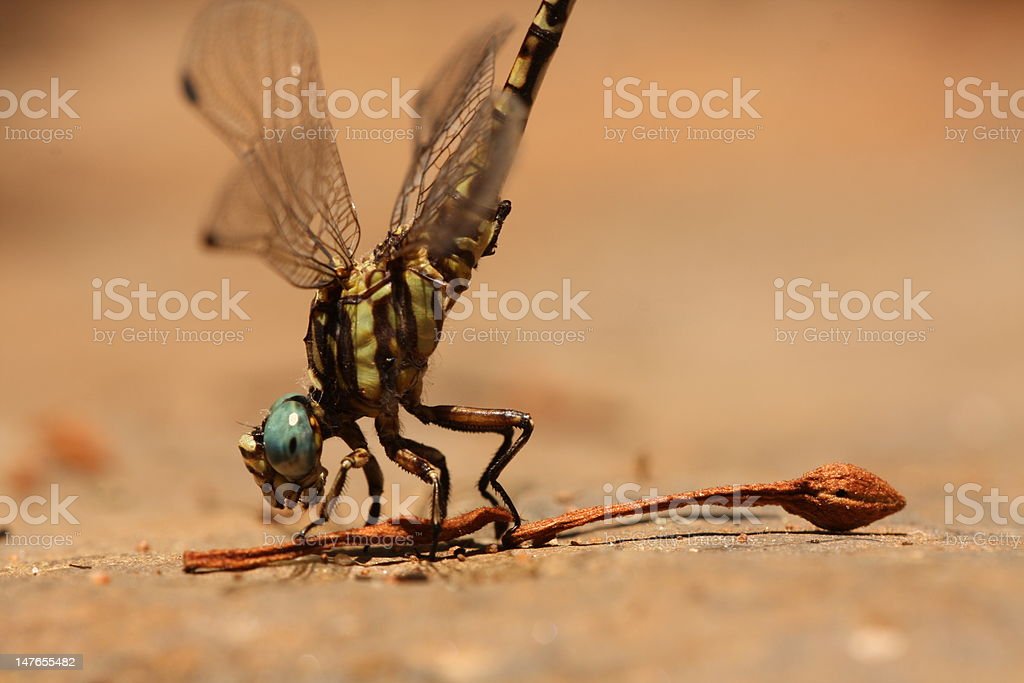 Detail Dragonfly Download Nomer 31