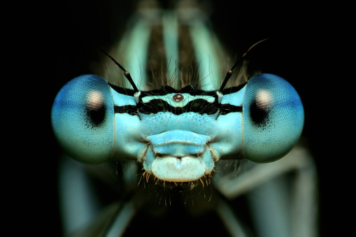 Detail Dragonfly Download Nomer 32