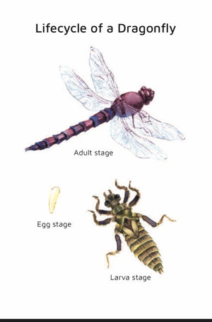 Detail Dragonfly Download Nomer 34