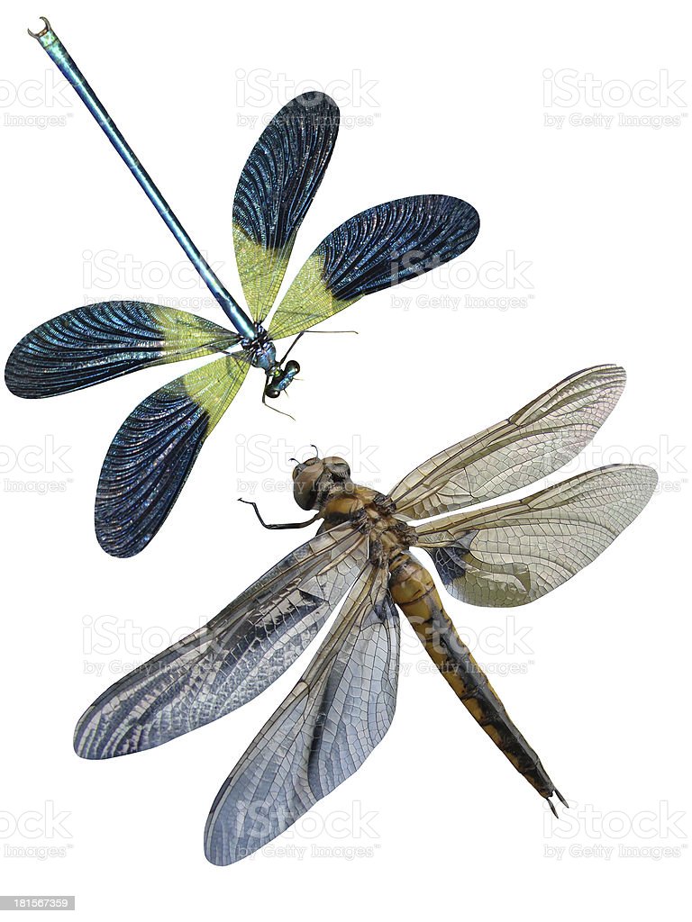 Detail Dragonfly Download Nomer 37