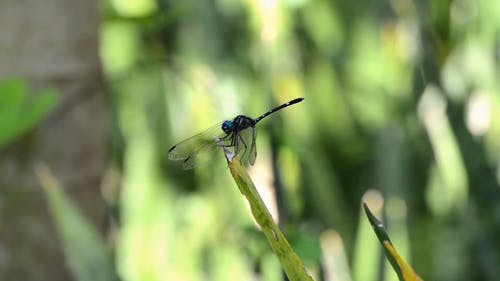 Detail Dragonfly Download Nomer 38