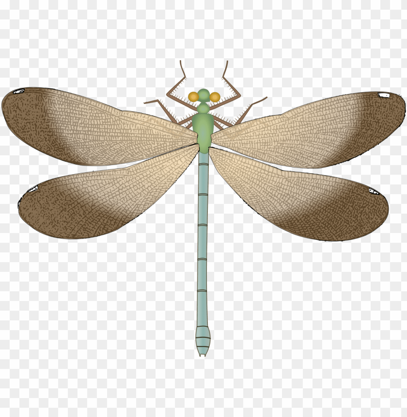 Detail Dragonfly Download Nomer 39
