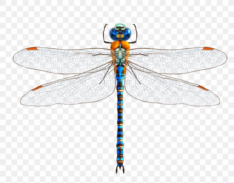 Detail Dragonfly Download Nomer 5