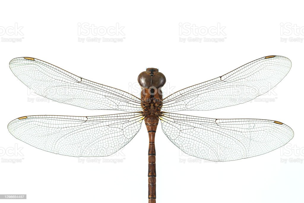 Detail Dragonfly Download Nomer 43
