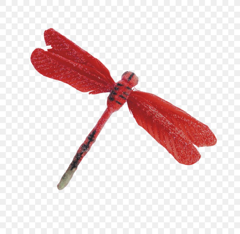 Detail Dragonfly Download Nomer 45