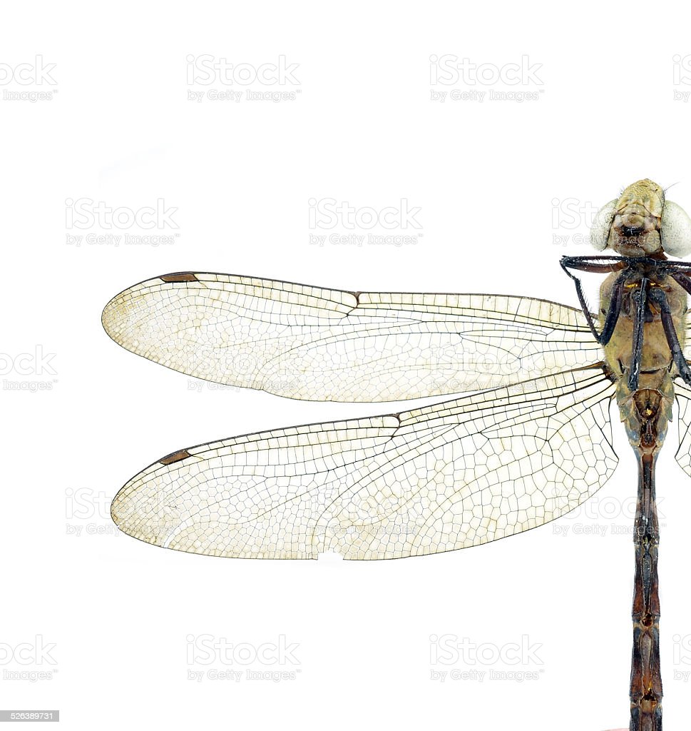 Detail Dragonfly Download Nomer 47