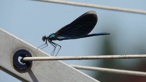 Detail Dragonfly Download Nomer 48