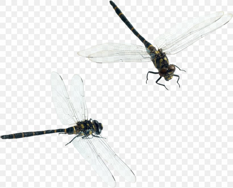 Detail Dragonfly Download Nomer 49