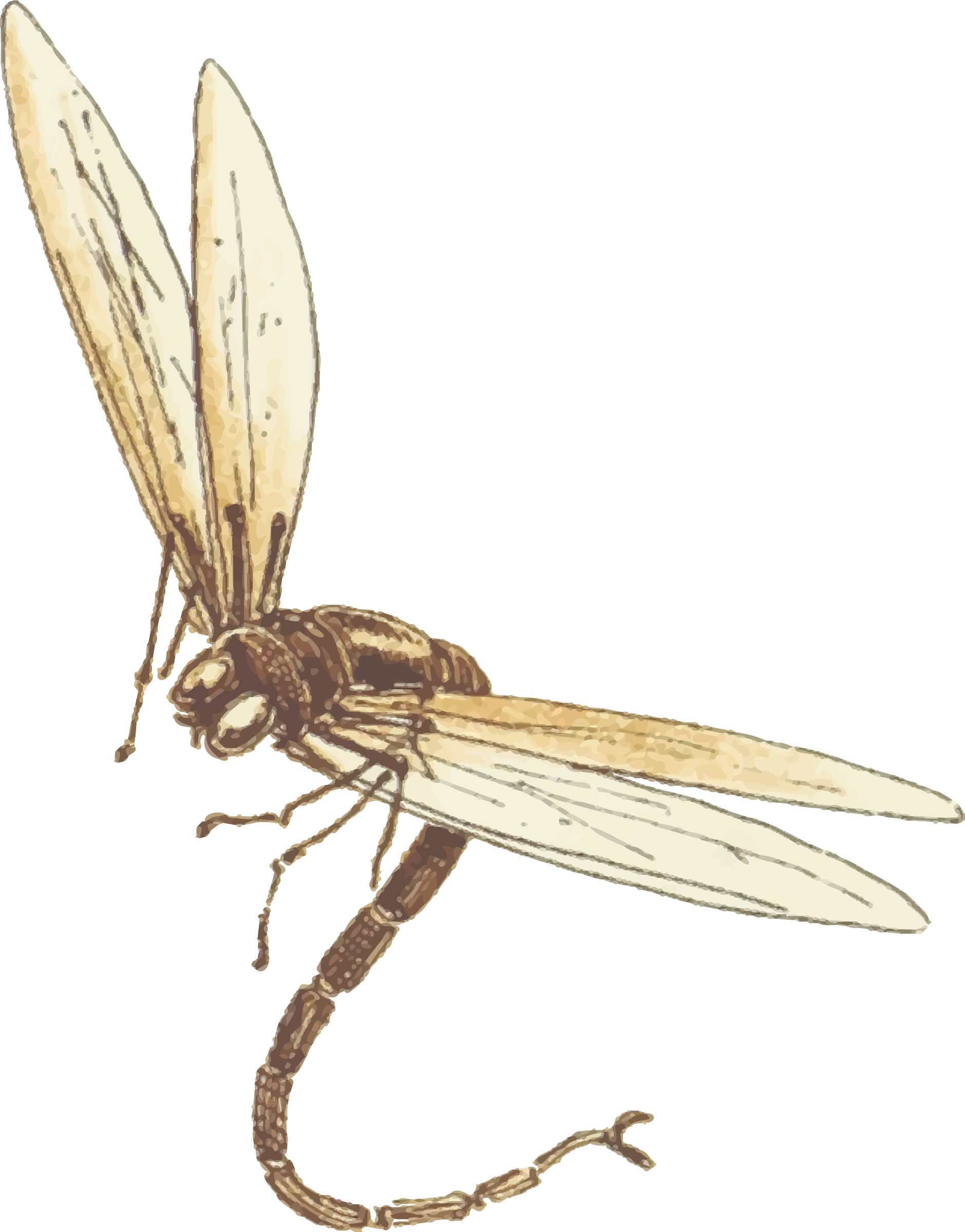 Detail Dragonfly Download Nomer 52