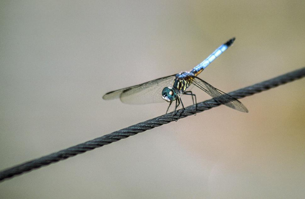 Detail Dragonfly Download Nomer 55