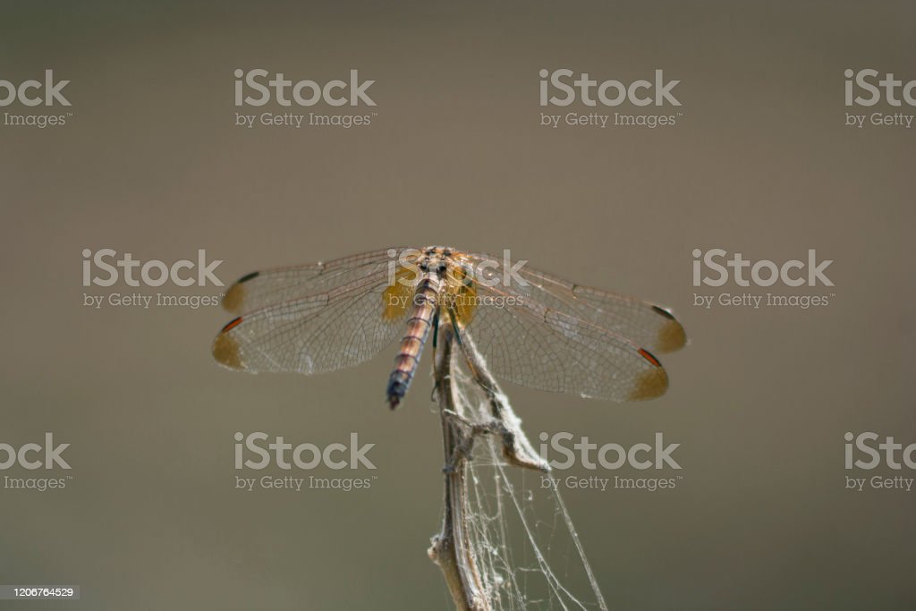 Detail Dragonfly Download Nomer 56