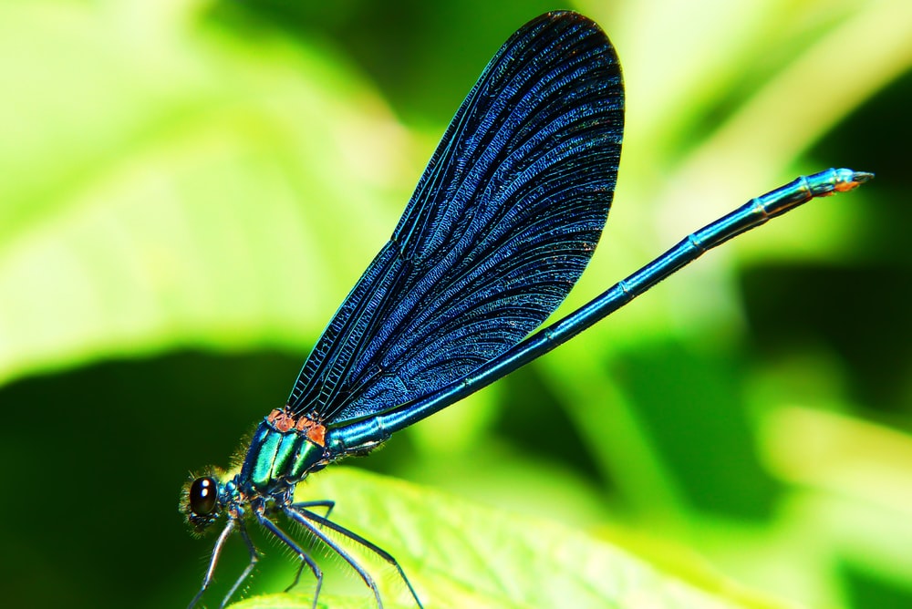 Detail Dragonfly Download Nomer 8