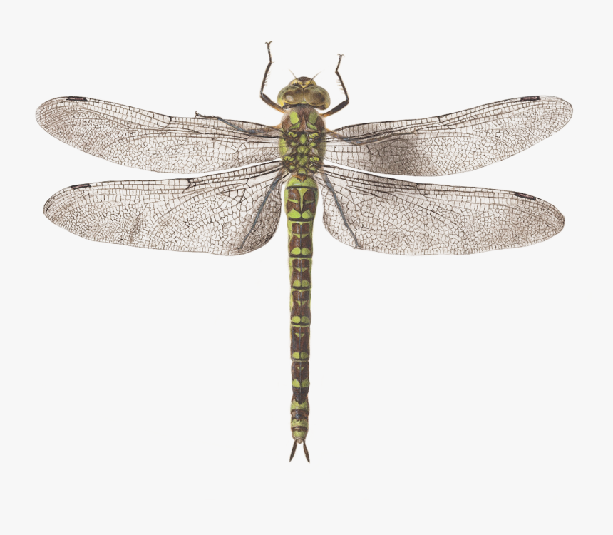 Detail Dragonfly Download Nomer 9