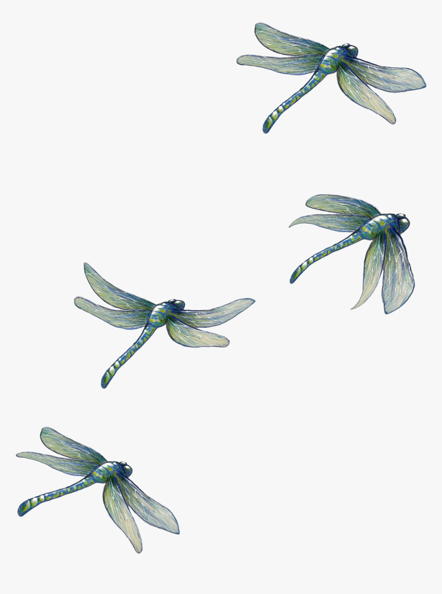 Detail Dragonfly Download Nomer 10